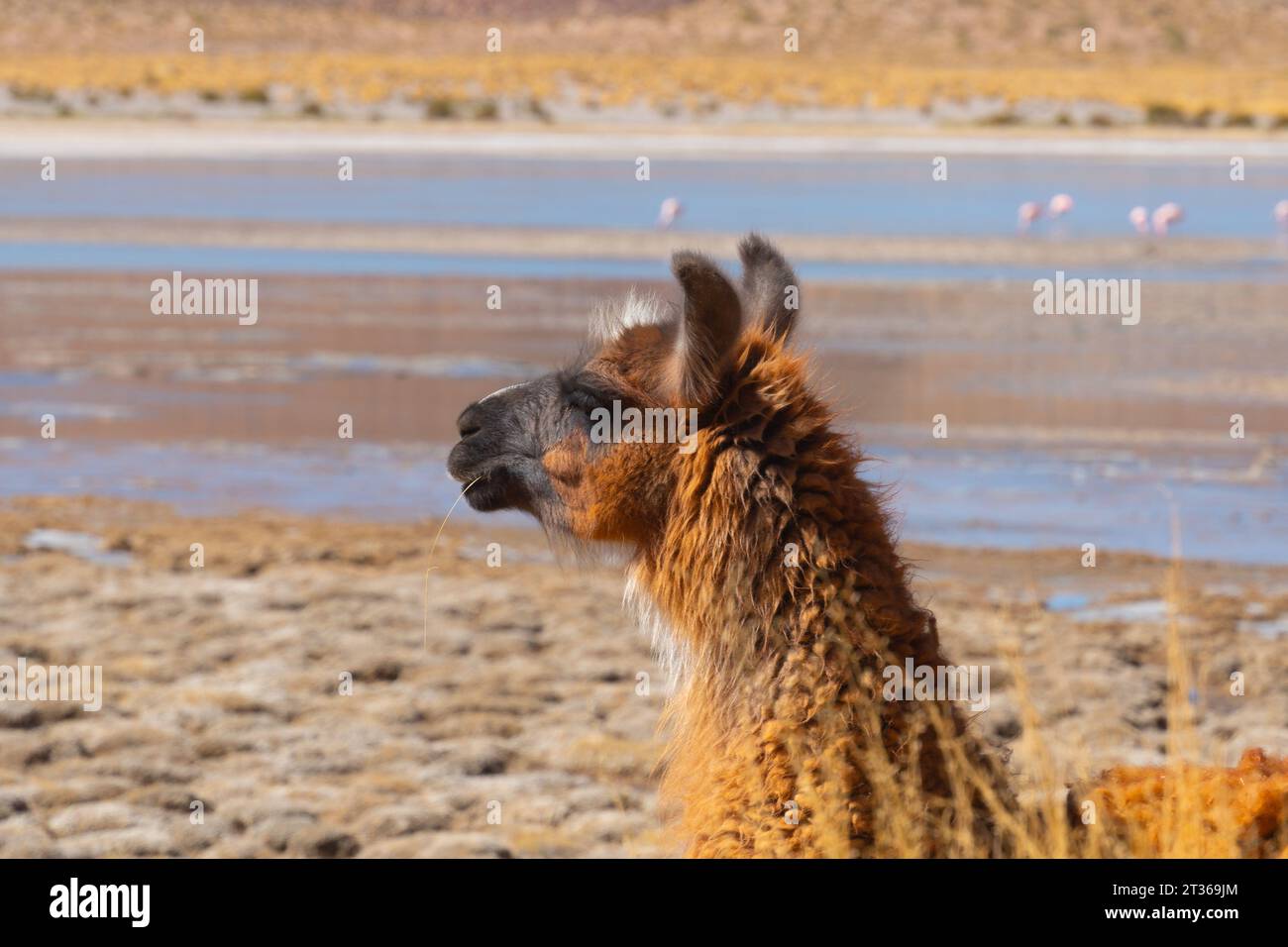 Lama in der roten Lagune Stockfoto