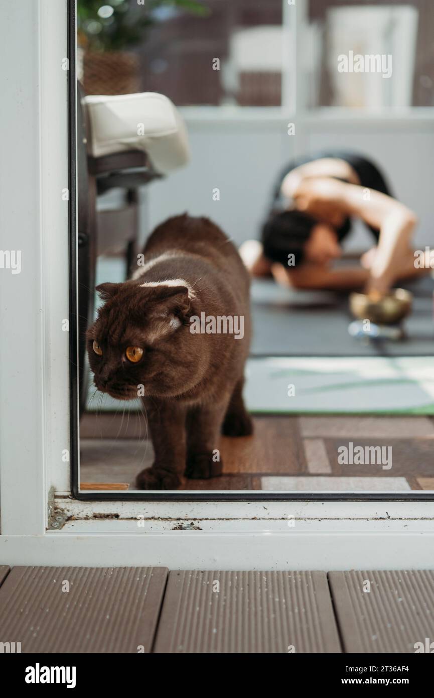 Katze in der Nähe der Glastür mit Frau, die im Hintergrund Yoga macht Stockfoto