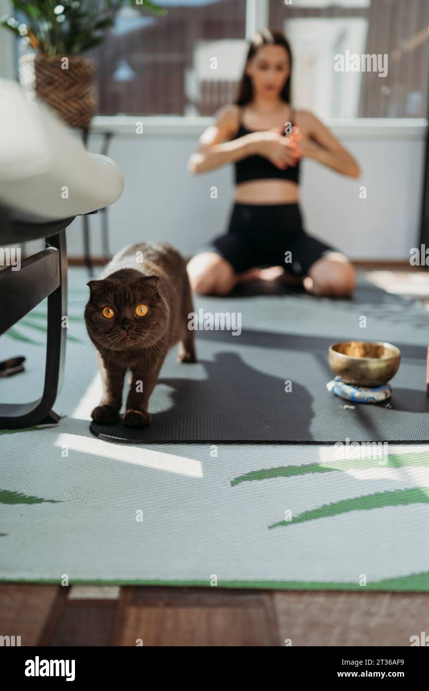 Katze mit Frau, die zu Hause Yoga praktiziert Stockfoto