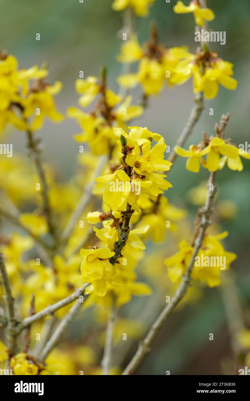 Forsythia Arnold Zwerg, Blüten grünlich-gelb im Frühjahr. Stockfoto