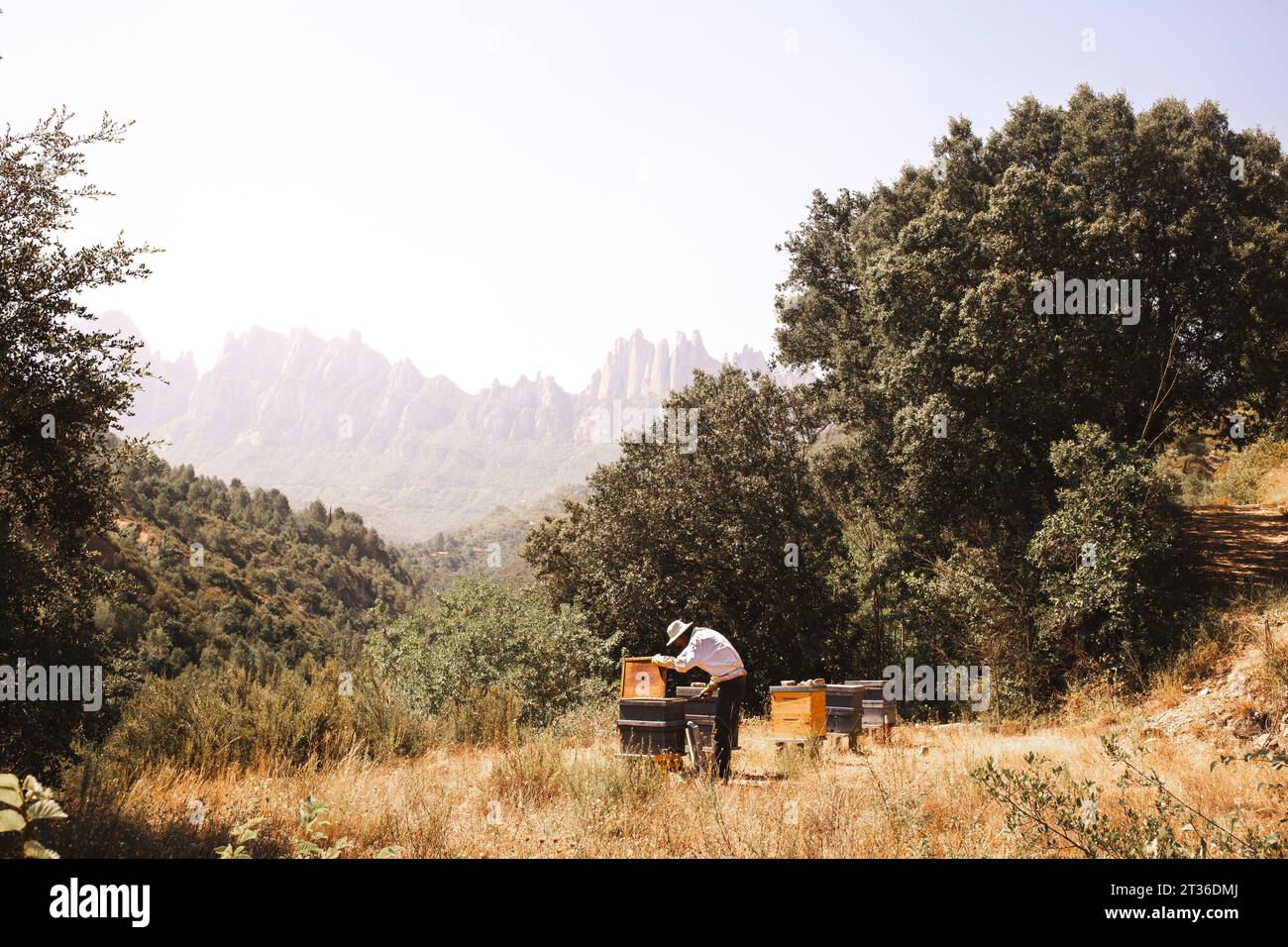 Imker arbeitet mit Bienenstock in der Nähe von Bäumen Stockfoto