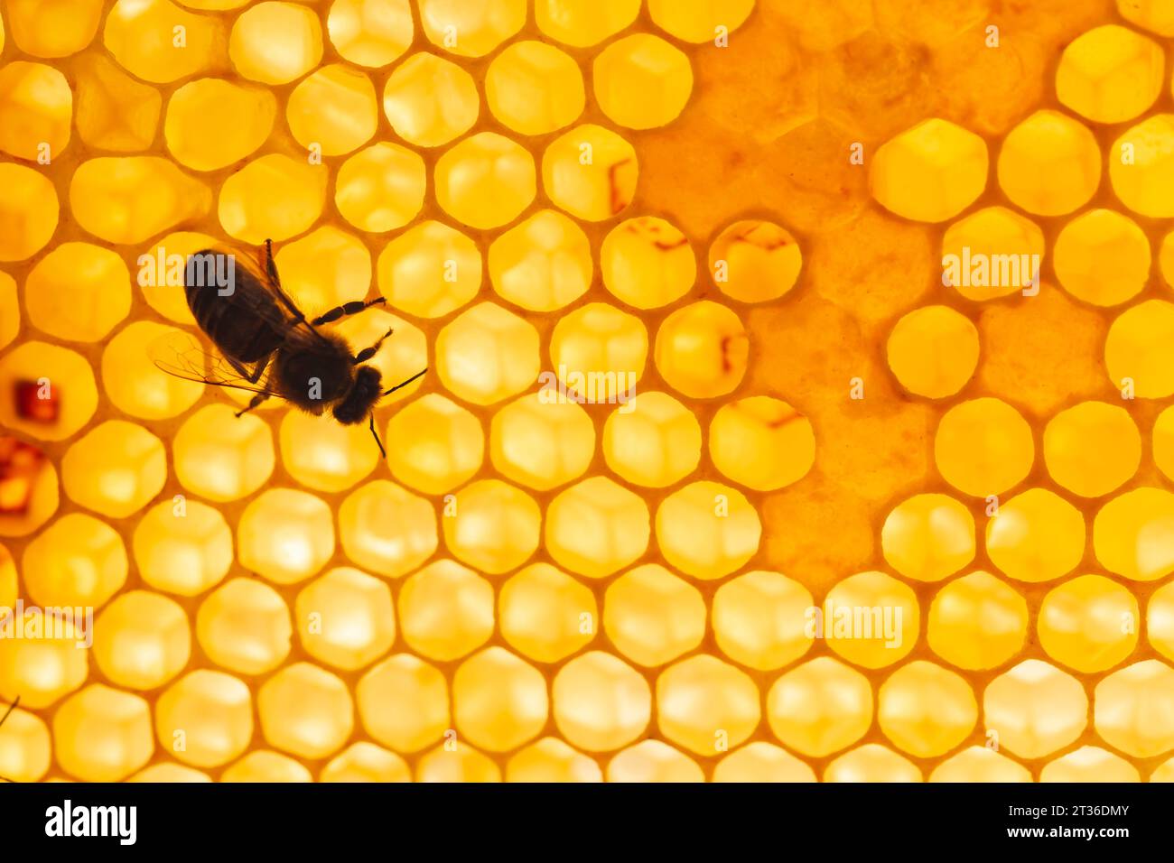 Honigbiene sitzt auf hexagonaler Honigwabe Stockfoto