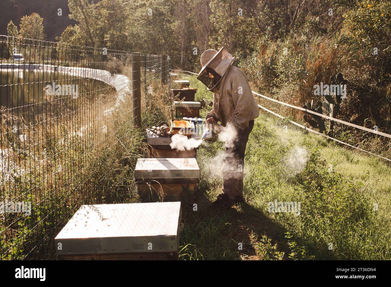 Imker trägt Schutzanzug mit Bienenraucher in der Nähe des Bienenstocks im Bienenhaus Stockfoto