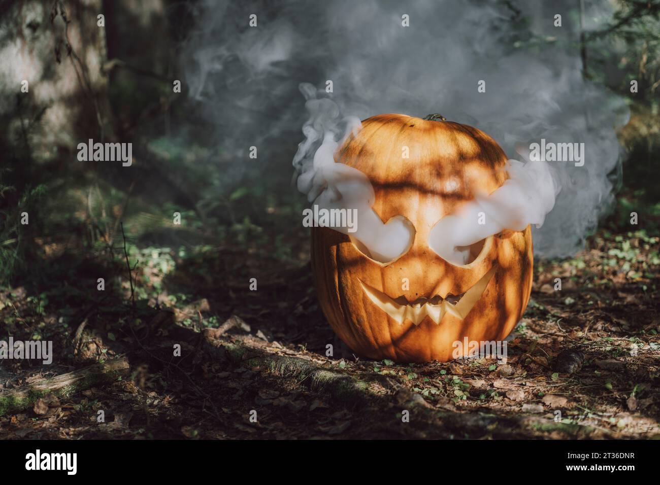 Rauch tritt aus dem geschnitzten Jack O' Lantern im Wald auf Stockfoto
