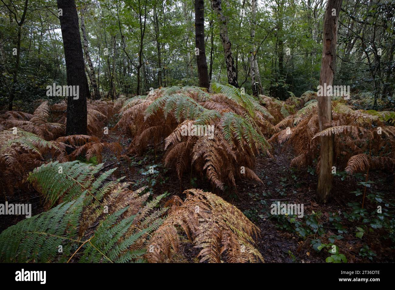 Herbstfarben in Wimbledon Common, Southwest London, England, Großbritannien Stockfoto