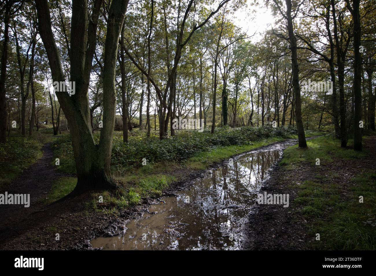 Herbstfarben in Wimbledon Common, Southwest London, England, Großbritannien Stockfoto