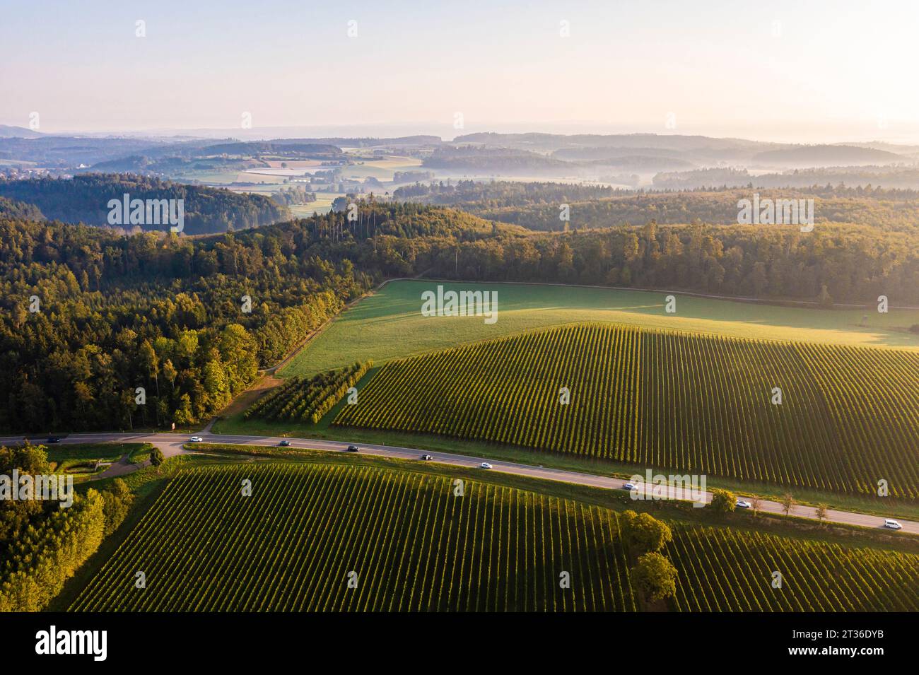 Deutschland, Baden-Württemberg, Blick aus der Vogelperspektive auf die Landstraße und die umliegenden Weinberge bei Sonnenaufgang Stockfoto