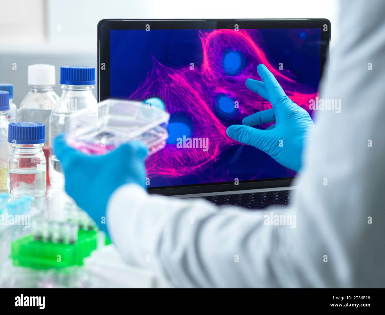 Mikrobiologe untersucht Zellen am Gerätescreen im Labor Stockfoto