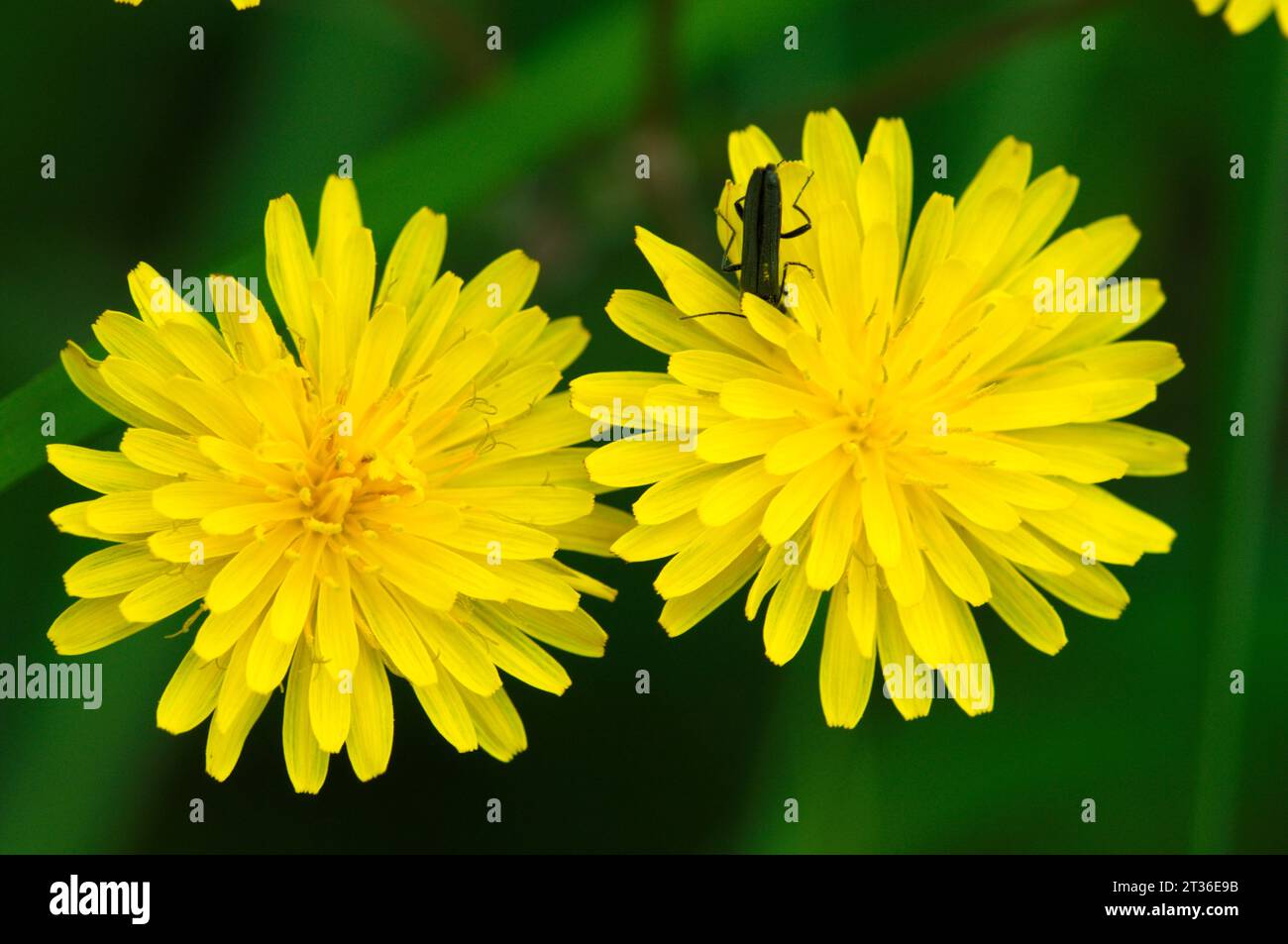 Löwenzahn Blumen. Flores de diente de León. Stockfoto