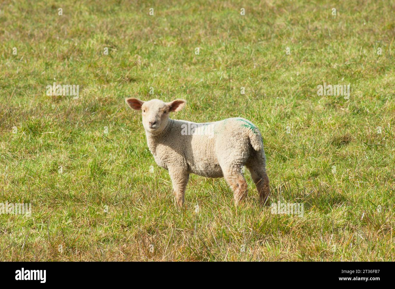 Einzelnes neugeborenes Lamm, das in die Kamera schaut - John Gollop Stockfoto