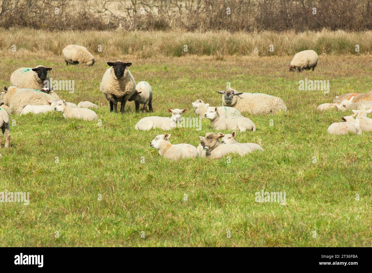 Schafe und Lämmer in der Frühlingssonne - John Gollop Stockfoto