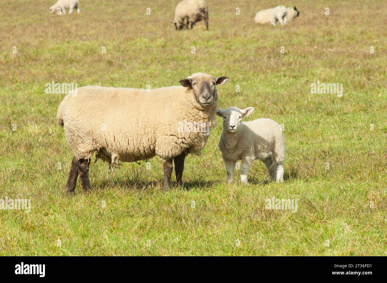 Schafe und Lämmer in der Frühlingssonne - John Gollop Stockfoto