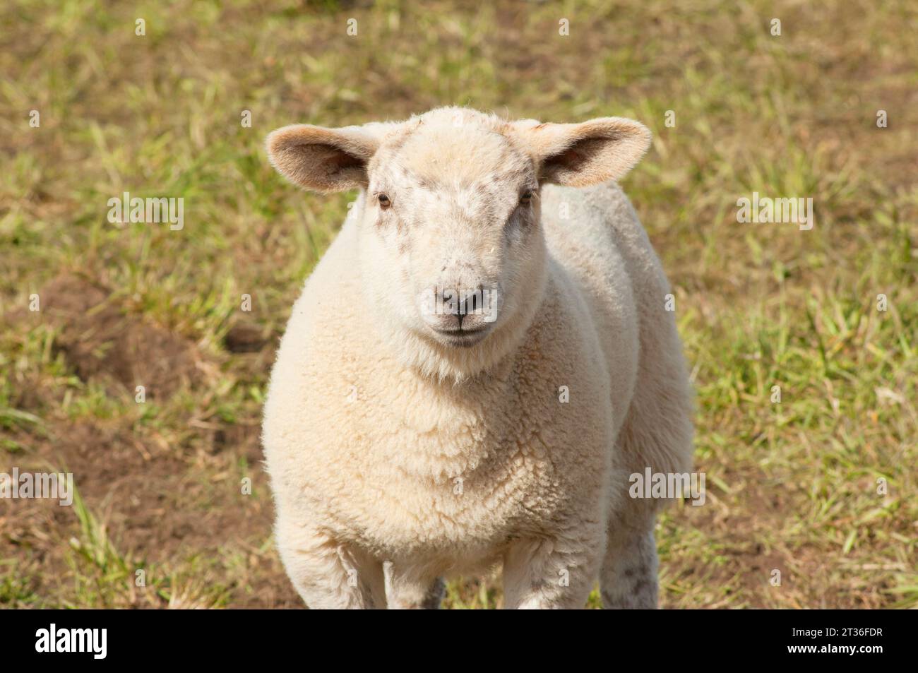 Einzelnes neugeborenes Lamm, das in die Kamera schaut - John Gollop Stockfoto