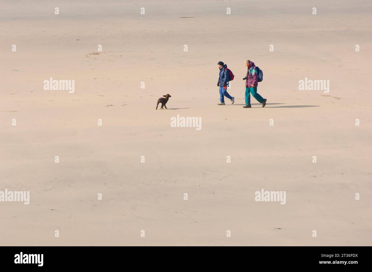 Paare gehen mit ihrem Hund am Strand in Godrevy, Cornwall, Großbritannien - John Gollop Stockfoto