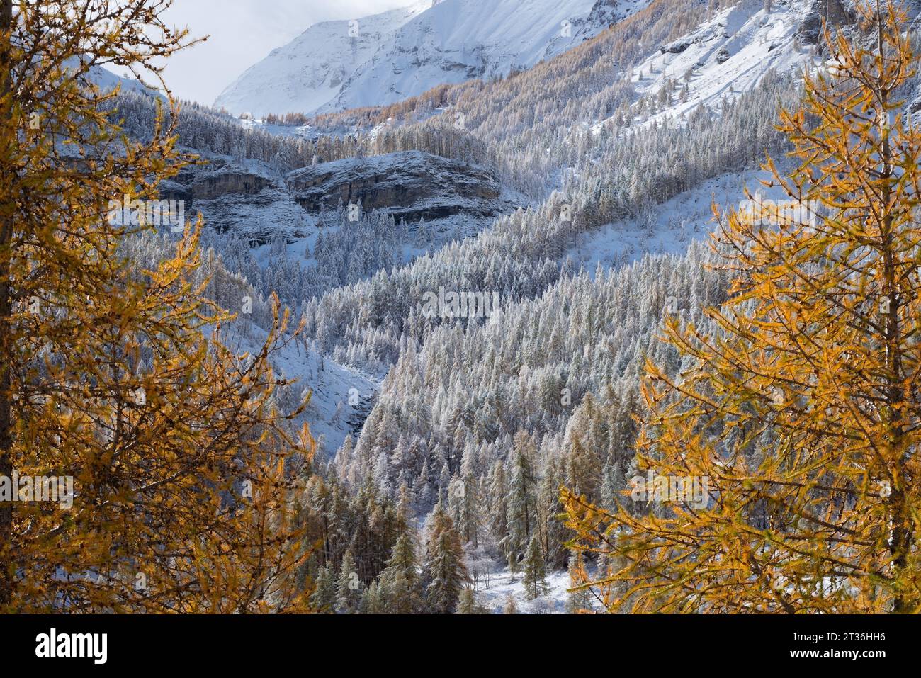 Lärchenwald nach Winterschneefall im Mercantour-Nationalpark, Südfranzösische Alpen. Schneebedeckte Bäume in Alpes-de-Haute-Provence, Frankreich Stockfoto