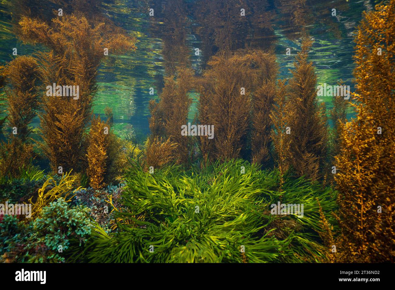 Algen im Atlantischen Ozean, Unterwasserlandschaft, Naturszene (hauptsächlich Codium tomentosum und japanische Drahtalgen), Spanien, Galicien, Rias Baixas Stockfoto