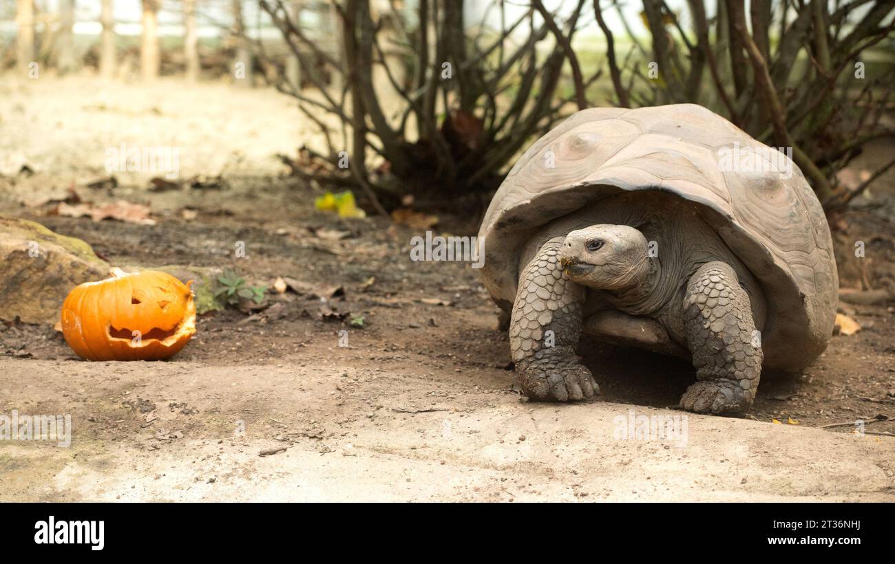 London, Großbritannien. Oktober 2023. Eine Galapagos-Schildkröte feiert Halloween früh mit Kürbis-Leckereien im ZSL London Zoo in London. Quelle: SOPA Images Limited/Alamy Live News Stockfoto