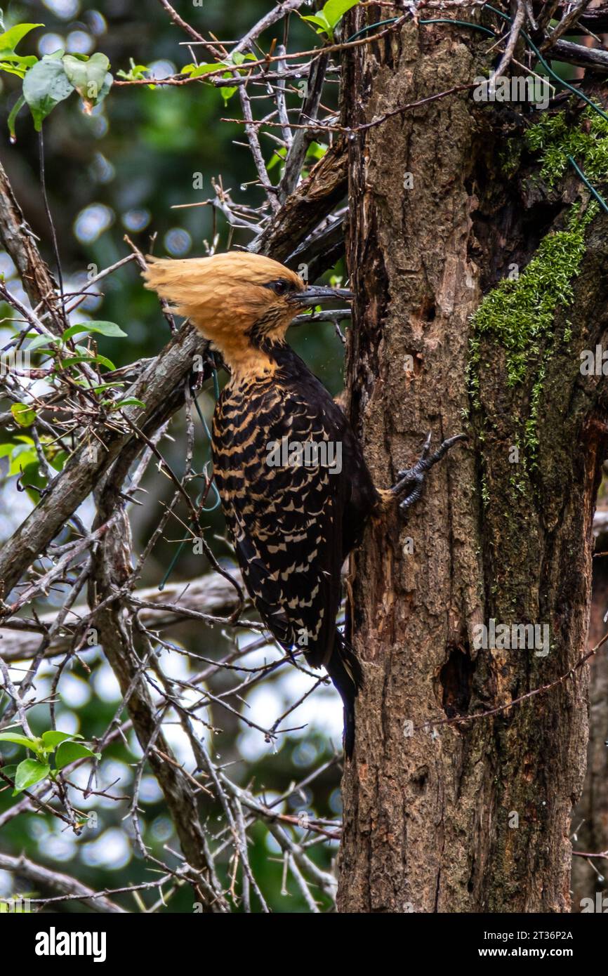 Blonde Haubenspecht im Atlantischen Wald, Brasilien. Specht in der Tierwelt. Stockfoto