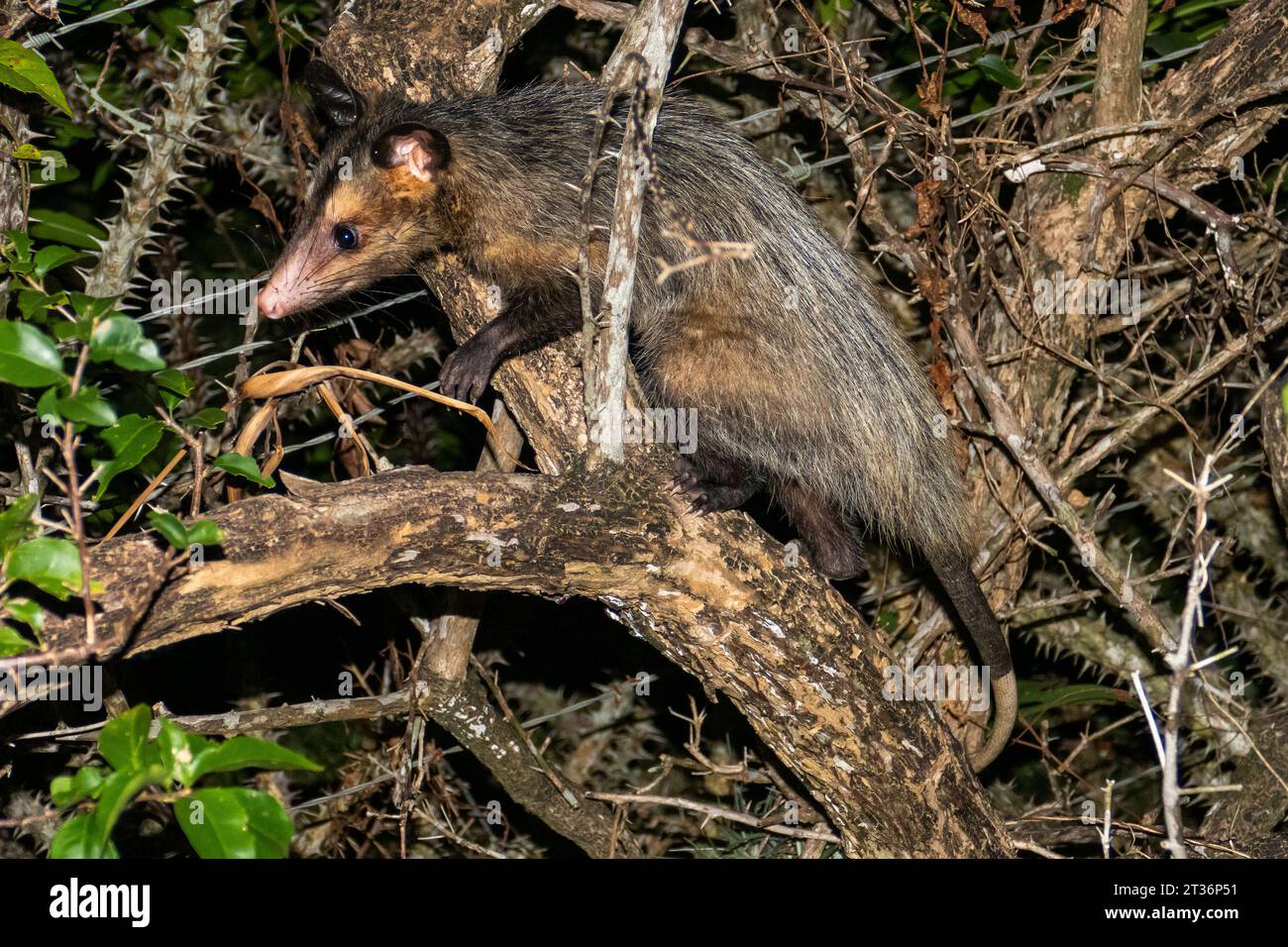 Opossums sind Mitglieder des Beutelordens Didelphimorphia, der in Amerika endemisch ist. Stockfoto Opossums sind Mitglieder des Beutelordens Didelphimorphia, der in Amerika endemisch ist. Stockfoto