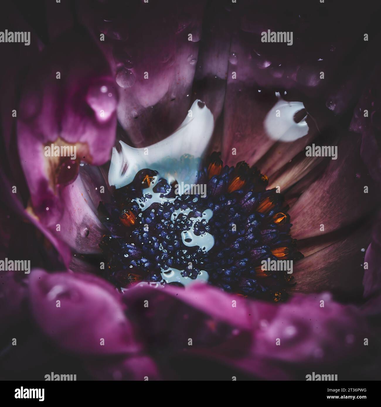 Samtblüte dunkel Moody mit Regentropfen. Hochwertige Fotos Stockfoto