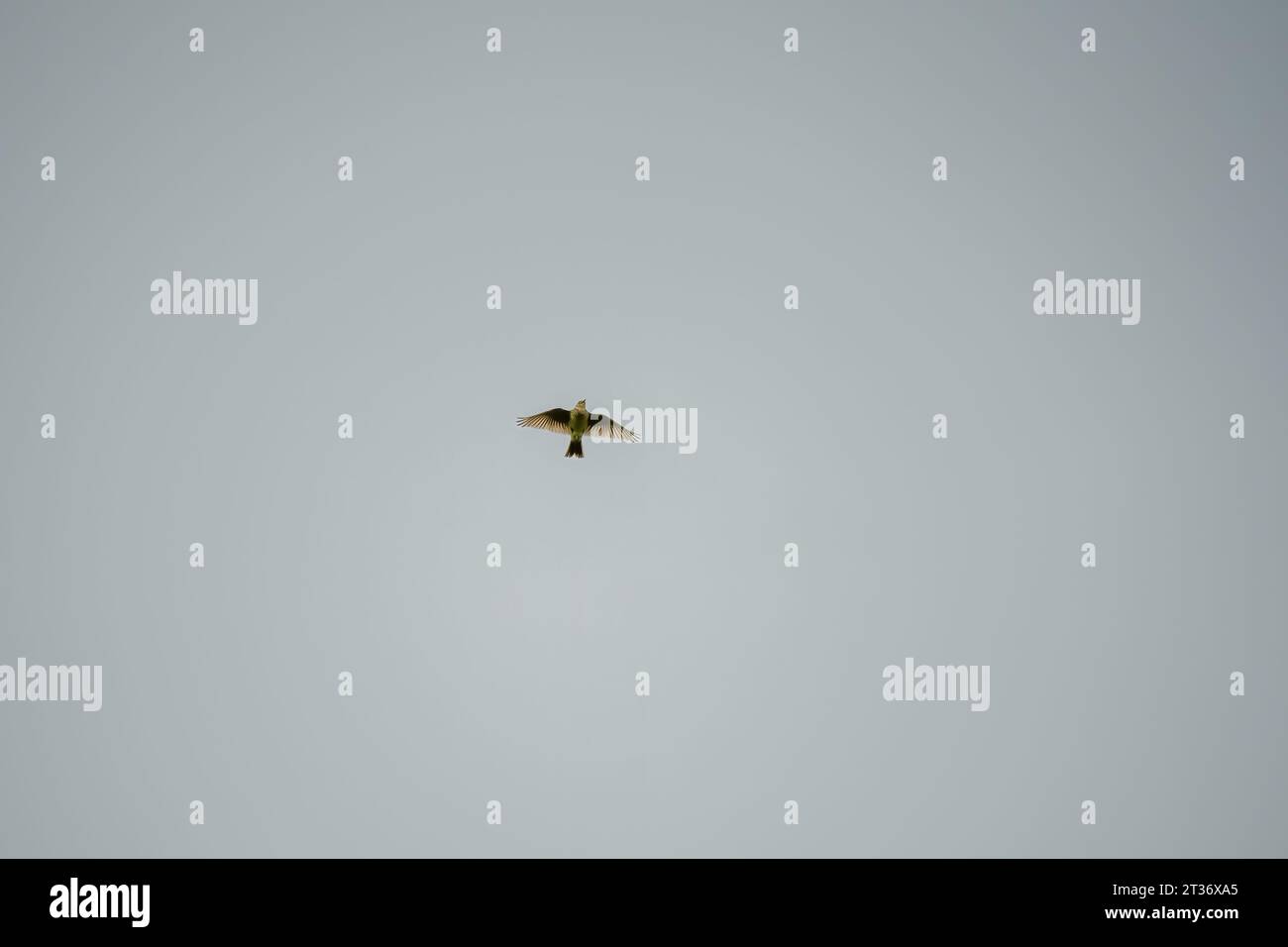 Eine Skylarche (Alauda arvensis) im Flug Stockfoto