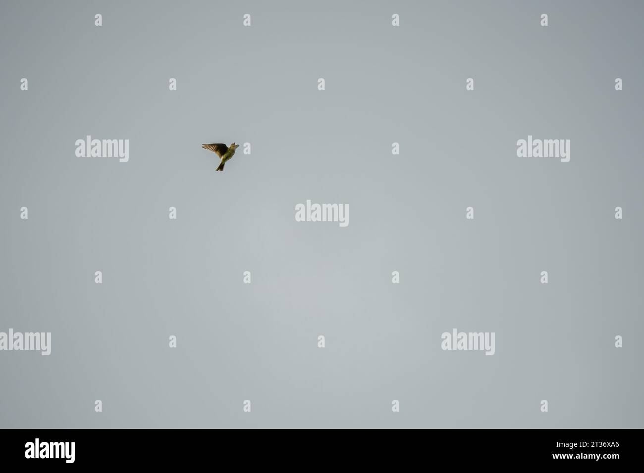 Eine Skylarche (Alauda arvensis) im Flug Stockfoto
