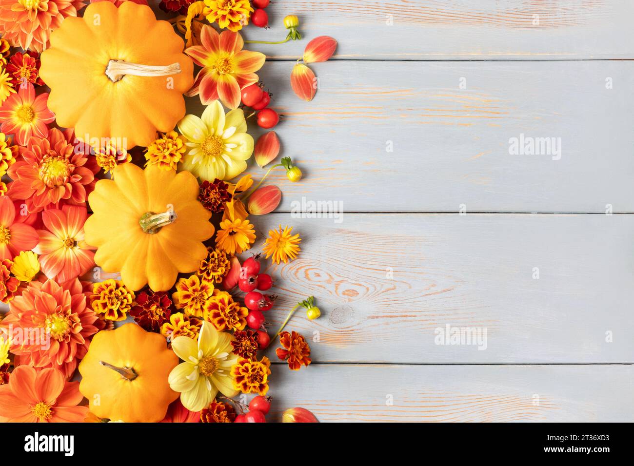 Komposition von Orangenkürbissen, Dahlienblüten, Ringelblumen und Weißdornbeeren auf einem blauen Holztisch mit Textplatz. Eine Grußkarte. Art c Stockfoto