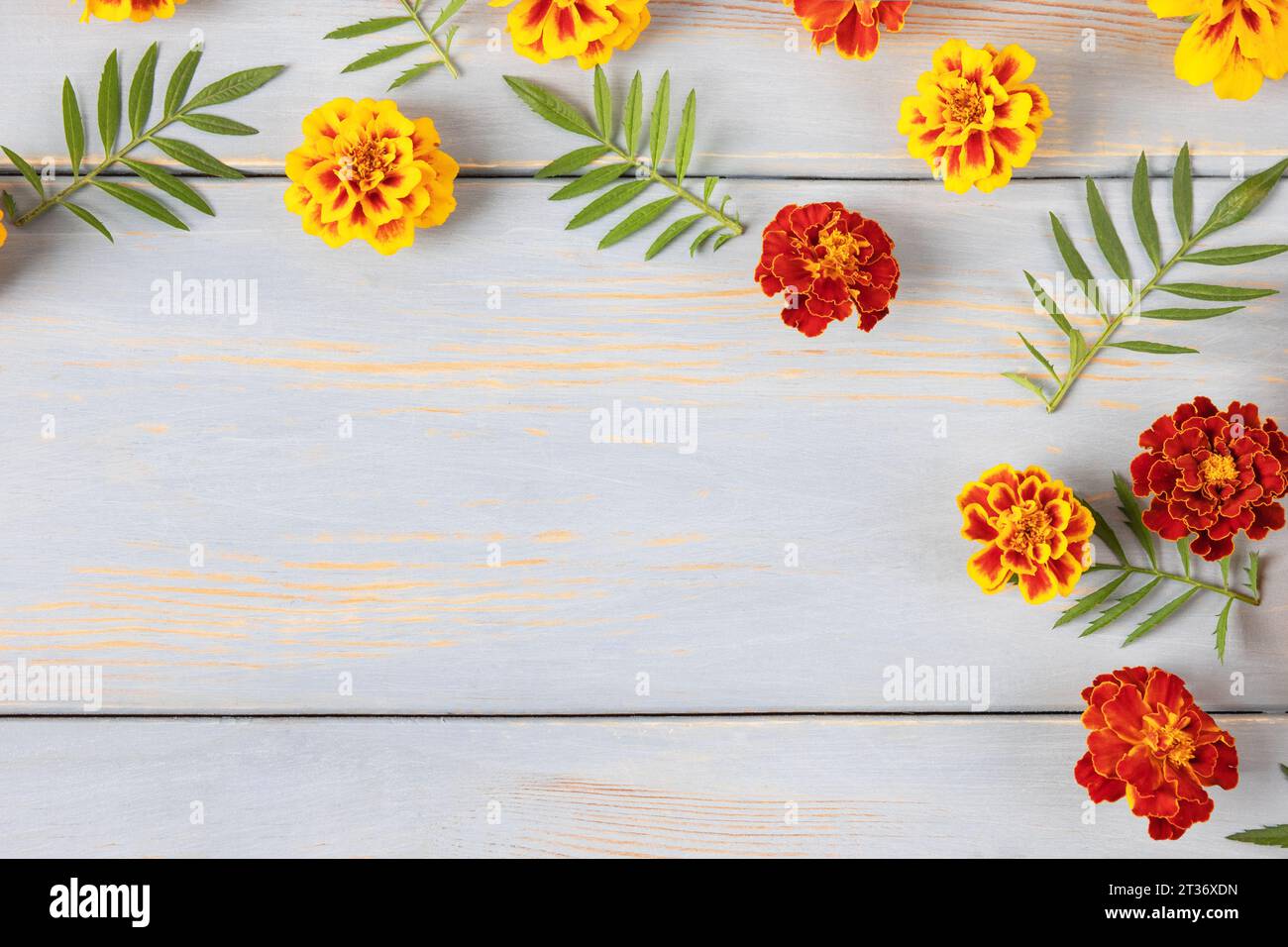 Kreatives Layout aus Blumen und Ringelblumen auf einem blauen Holztisch. Grußkarte mit Blumenmuster. Farbenfroher Herbstblumenhintergrund mit Platz für Te Stockfoto