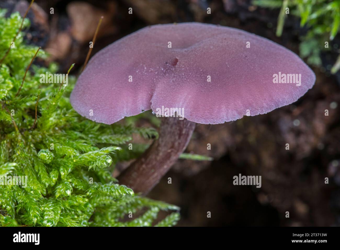 Amethyst-Betrüger / Amethyst laccaria (Laccaria amethystina) Flieder Pilz wächst im Herbst/Herbst im Wald Stockfoto