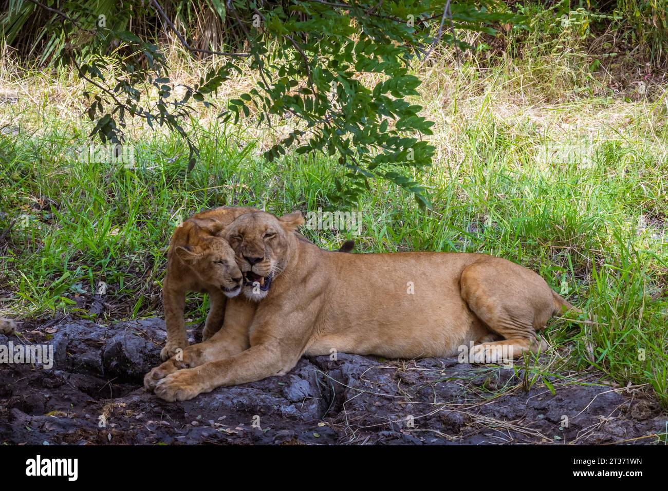 Löwenmutter und 3 Monate altes Jungtier ruhen unter einem Baum im Selous Game Reserve, Tansania. Stockfoto