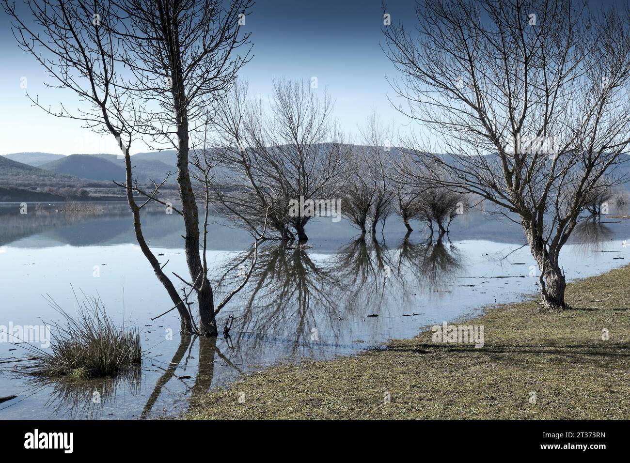 Bäume und ihre Reflexion am Ufer eines überfluteten Sees. Stockfoto