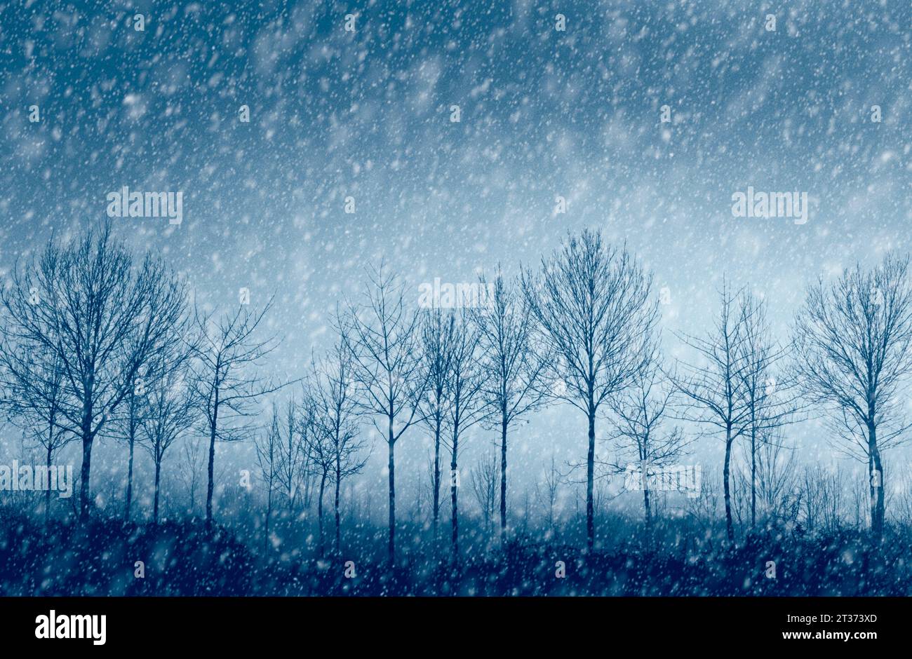 Baumsilhouette und Winterschneesturm. Winterkonzept. Stockfoto