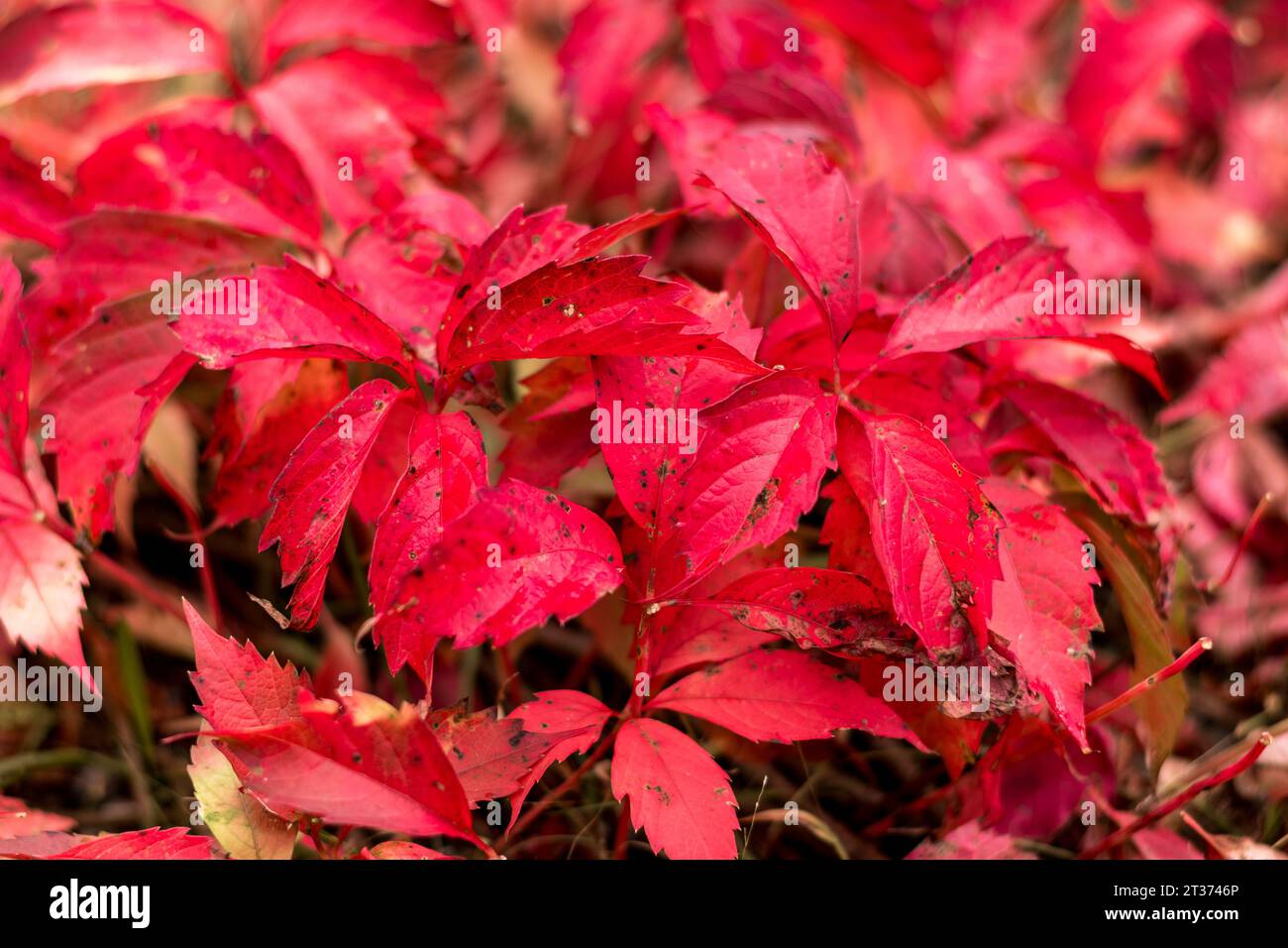 Rote Weinblätter (Vitis vinifera). Herbstatmosphäre. Prävalenz der Farbe Rot. Stockfoto