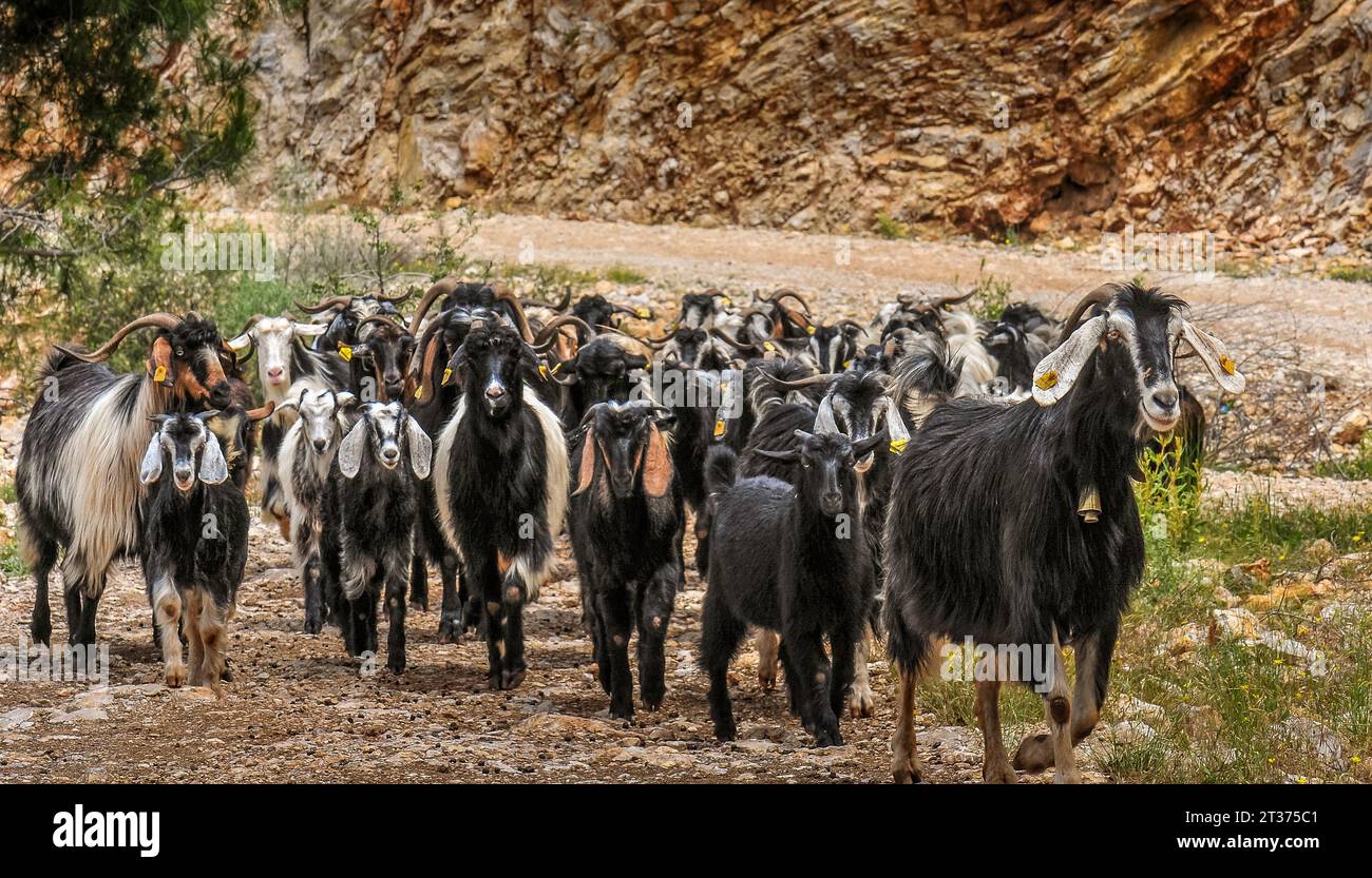 Ziegen gehen nach Hause. Stockfoto