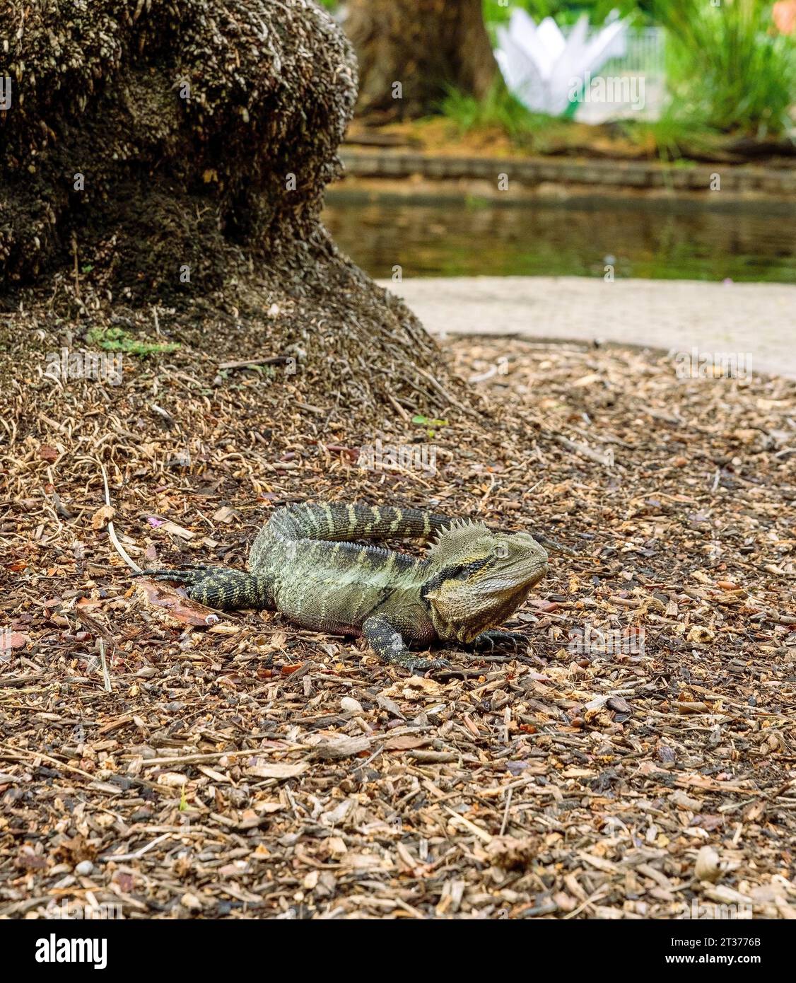 Intellagama Lesueurii genießen das warme Wetter in City Botanic Gardens, Brisbane, Australien Stockfoto