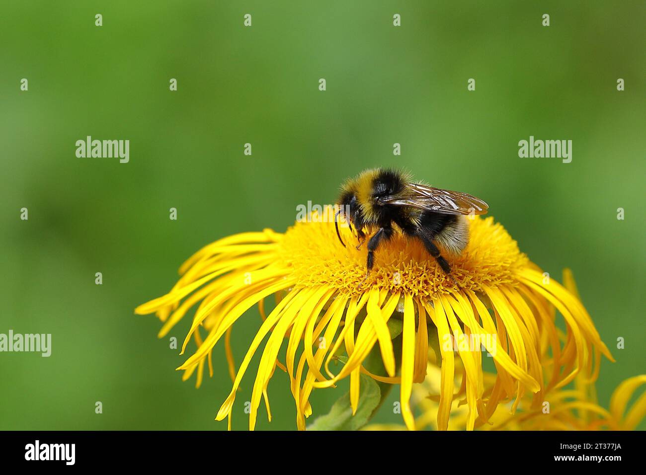 Gemeine Karderbiene (Bombus pascuorum), sammelt Pollen auf einer gelben Blume eines großen Telekies (Telekia speciosa), Wilden, Norden Stockfoto