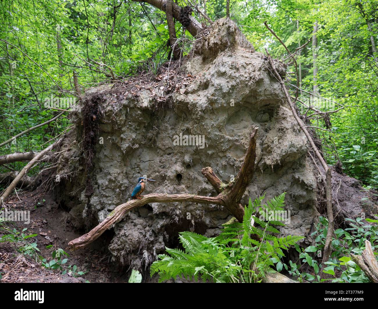 eisvogel (Alcedo atthis), Brutstätte in der Wurzelplatte eines gefallenen Baumes, Nordrhein-Westfalen, Deutschland Stockfoto