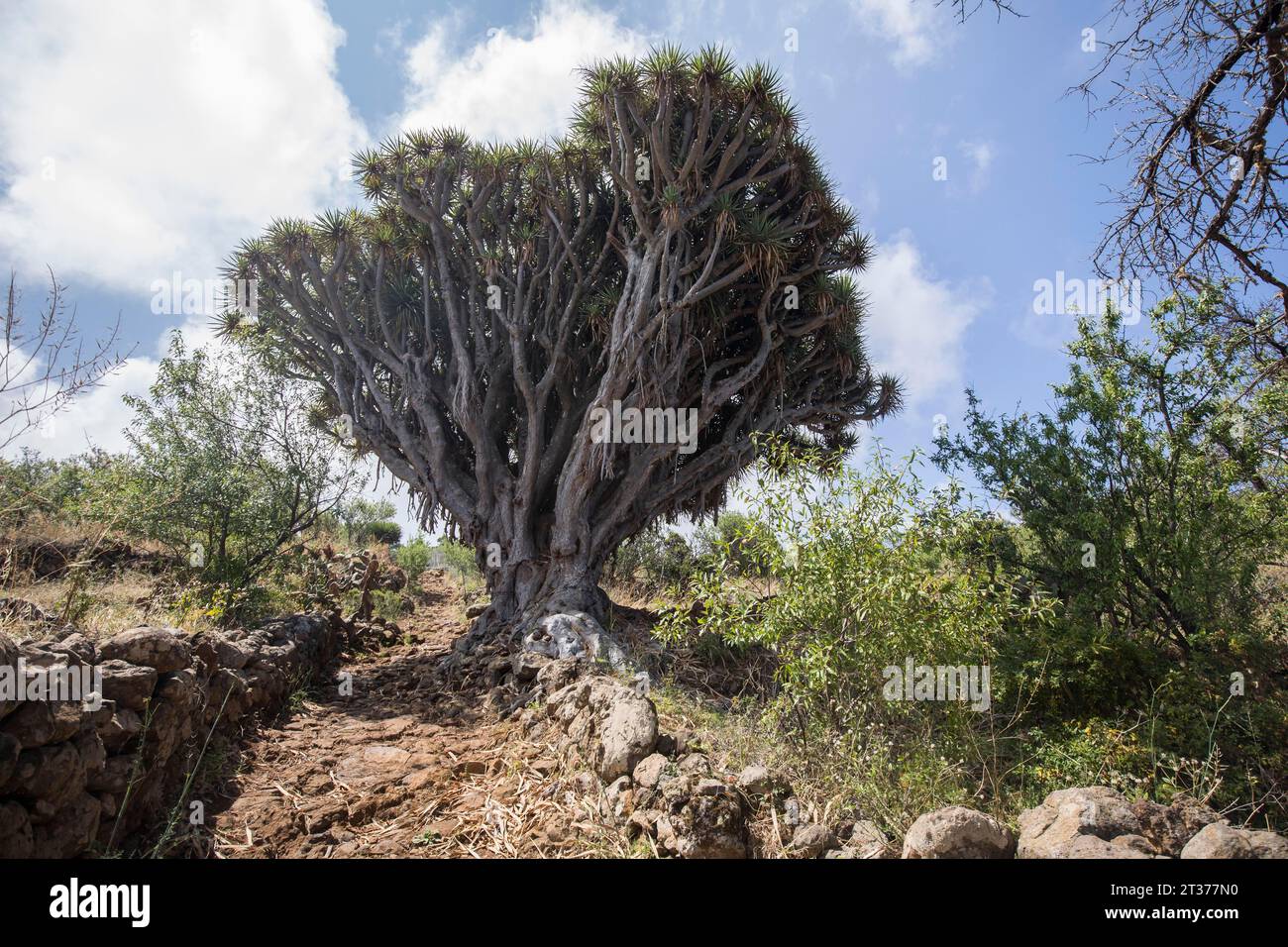 Kanariendrache (Dracaena draco) Baum, Las Tricias, La Palma Insel, Spanien Stockfoto