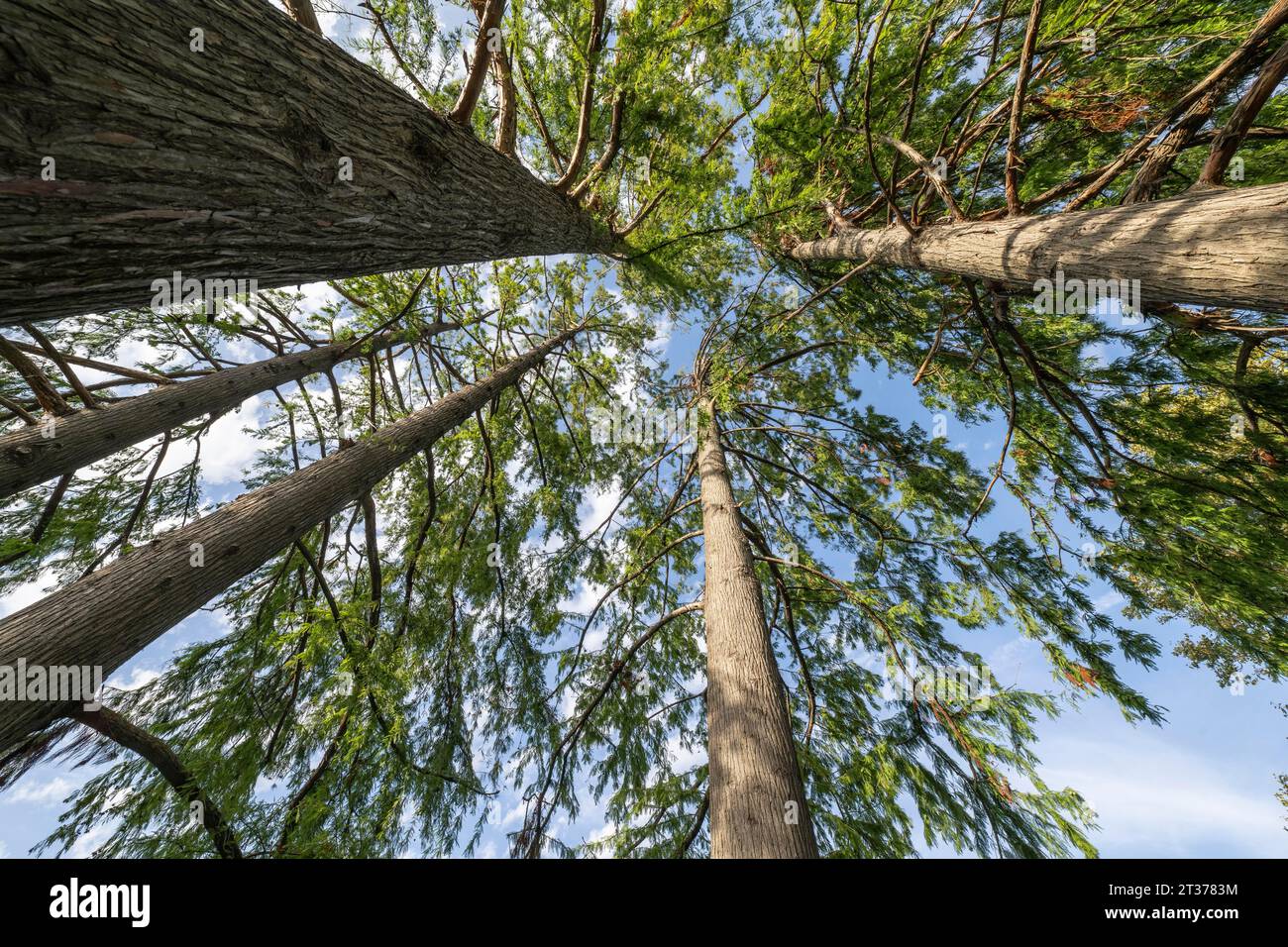 Kahlköpfige Zypressen (Taxodium distichum), Novi Sad, Serbien Stockfoto