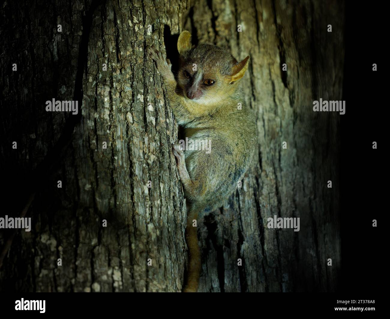 Grauer Mauslemur - Microcebus murinus auch grauer oder kleiner Mauslemur, Nachtlemur am Baum, dunkelschwarzer Kirindy-Wald, endemisches Tier in Madagaskar Stockfoto