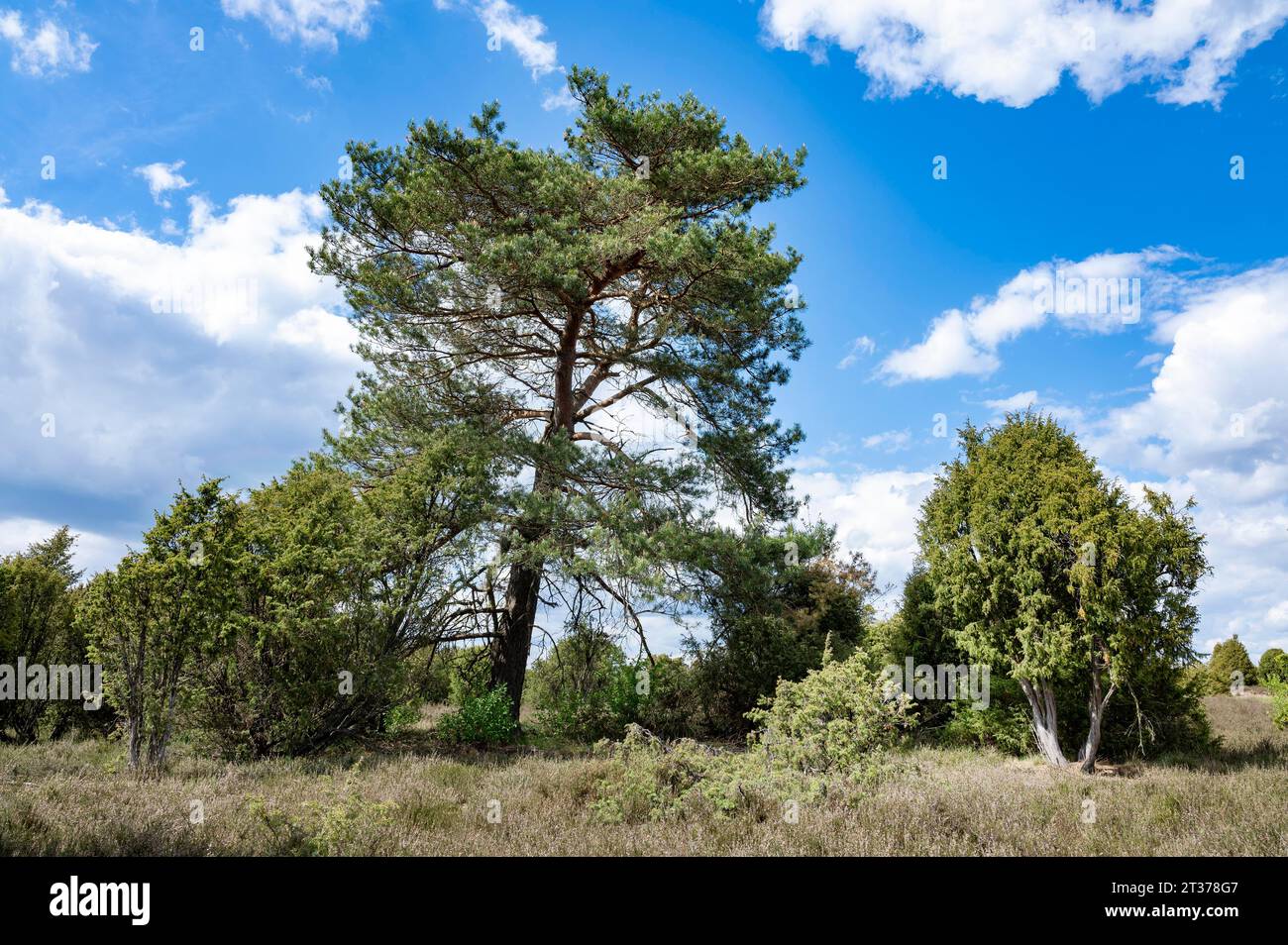 Kiefer (Pinus sylvestris) und wacholder (Juniperus communis), blauer Himmel und weiße Wolken, Lüneburger Heide, Niedersachsen, Deutschland Stockfoto