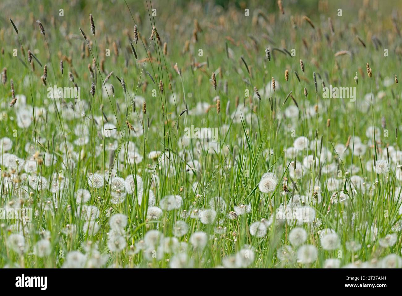 Weide mit süßem Gras Weide Fuchsschwanz (Alopecurus pratensis), Löwenzahn (Taraxacum Sekt. Ruderalia) mit Fruchtpflanzen, Nord Stockfoto