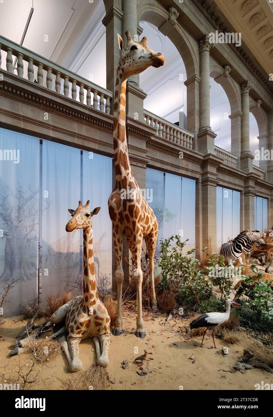 Giraffen im Atrium Museum König, Naturhistorisches Museum und Station Weg der Demokratie, Bonn, Nordrhein-Westfalen, Deutschland Stockfoto