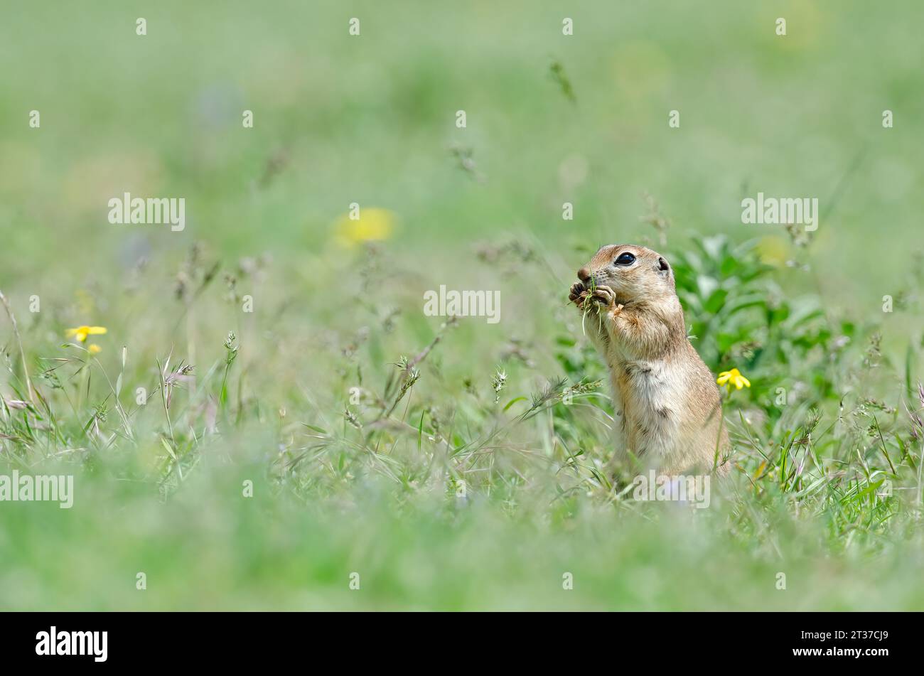 Fütterung von Eichhörnchen. Niedliches, lustiges tierisches Eichhörnchen. Grüner Naturhintergrund. Stockfoto