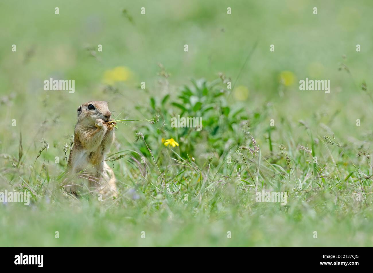 Fütterung von Eichhörnchen. Niedliches, lustiges tierisches Eichhörnchen. Grüner Naturhintergrund. Stockfoto