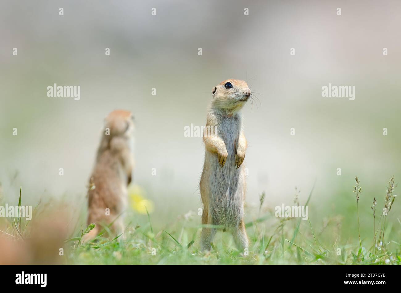 Niedliches, lustiges tierisches Eichhörnchen. Grüner Naturhintergrund. Stockfoto