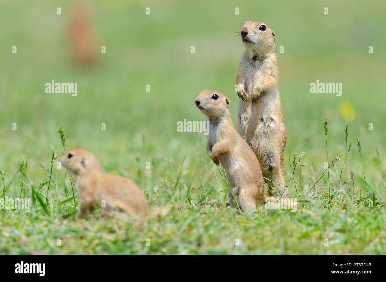 Die Familie der Eichhörnchen. Niedliches, lustiges tierisches Eichhörnchen. Grüner Naturhintergrund. Stockfoto
