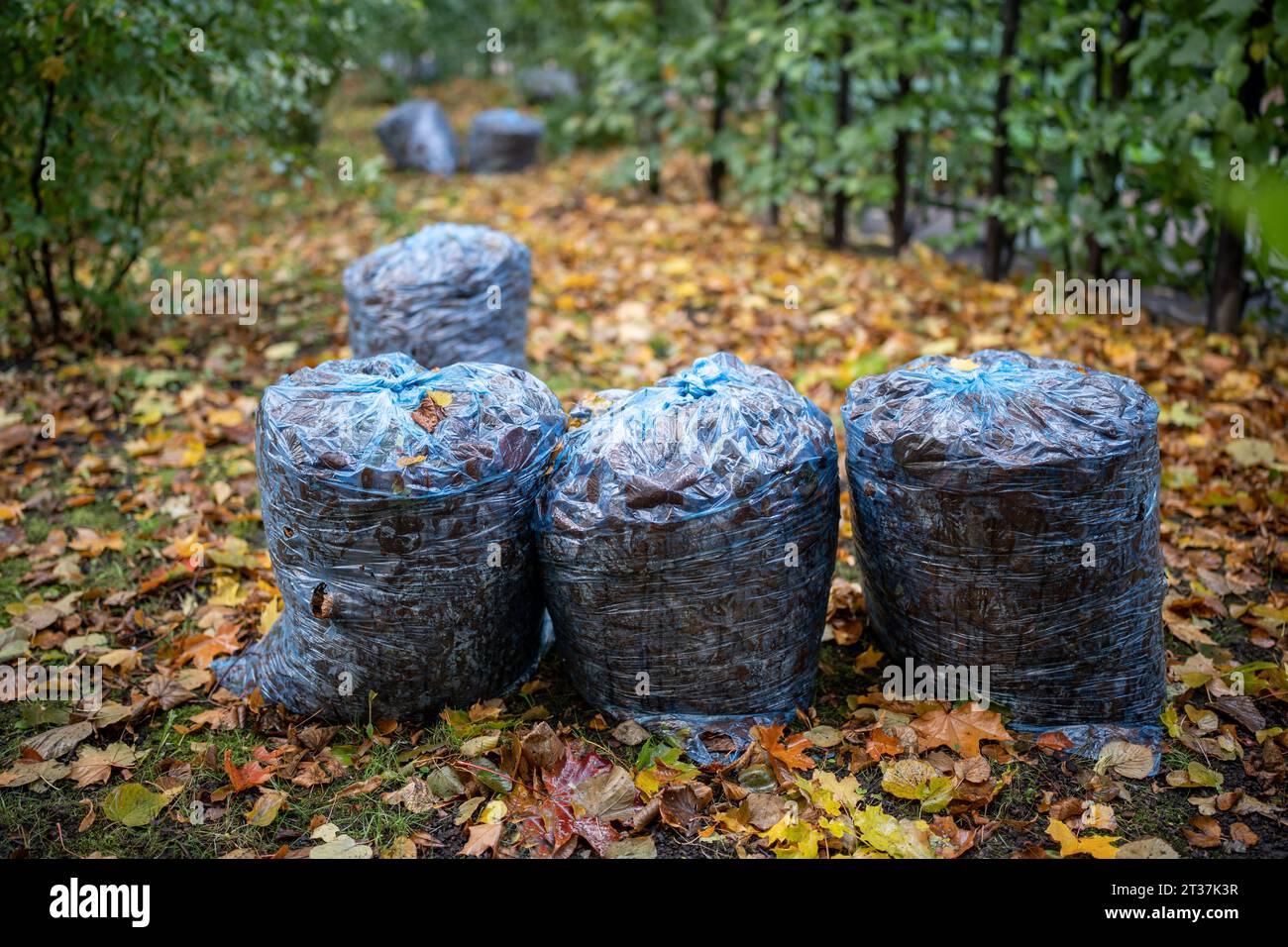 Laubreinigung im Herbstpark in der Stadt. Trockene Blätter in Kunststoffbeuteln auf dem Bodenweg. Stockfoto