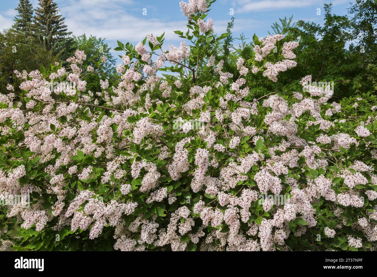Syringa - Fliederstrauch im Frühjahr. Stockfoto