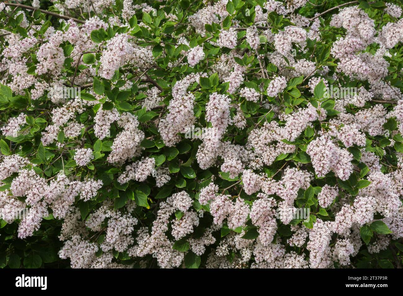 Syringa - Flieder blüht im Frühjahr. Stockfoto